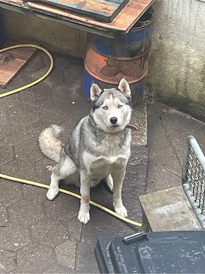    3 Husky-Rüden suchen liebevolles Zuhause   kostenlos in gute Hände abzugeben   