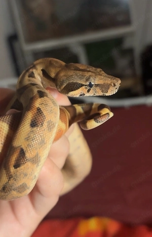 Boa constrictor