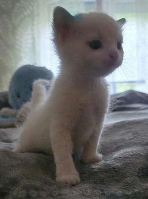 Main Coon-Mix Kitten suchen neues Zuhause