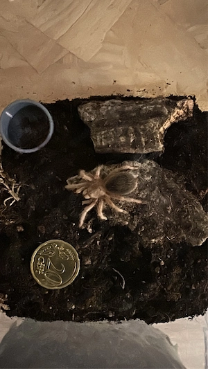Grammostola Rosea