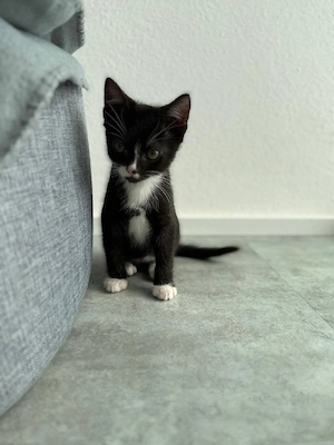katzenbaby männlich 