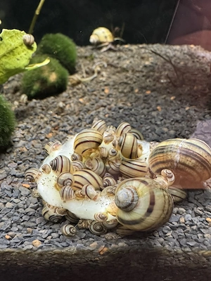 Asolene Spixi Zebra Apfelschnecken Aquarium Wasserschnecke Algen  