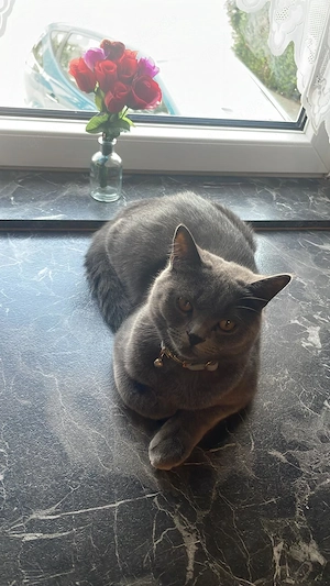 BKH Kater sucht ein Liebesvolles Zuhause