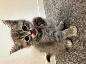 Süße, verspielte Katzenbabys 