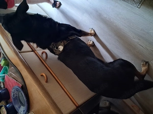 Hund abzugeben sehr lieb