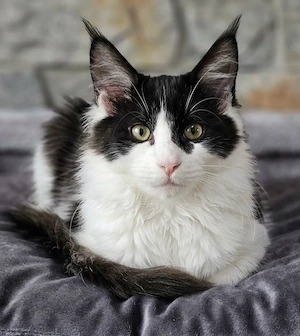 Maine coon Kitten Mädchen 