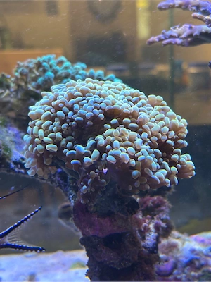 Eyphyllia Parancora Golden Nugget