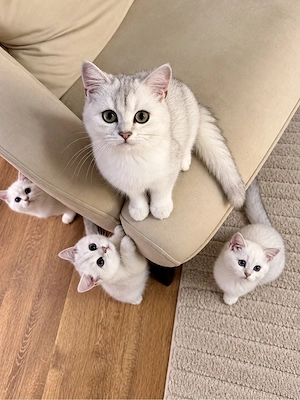 Bkh Britisch Kurzhaar Kitten mit Stammbaum