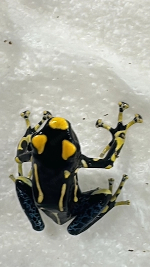 Dendrobaten abzugeben 