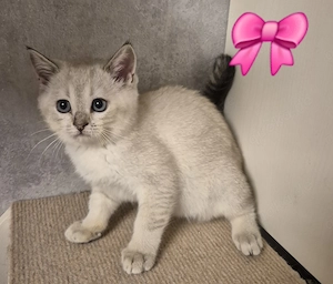 BKH Kitten 