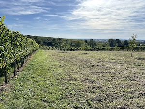 Freizeitgrundstück  Garten in Bühl zu verkaufen  Bild 4