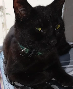 Kater sucht neues Zuhause 