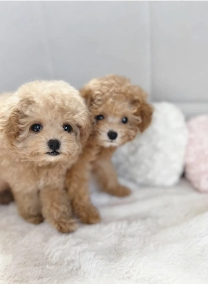 maltipoo welpen