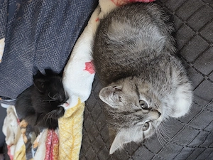 Bkh mix katzenbabys