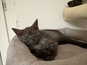 Süßer Kater sucht liebevolles Zuhause   