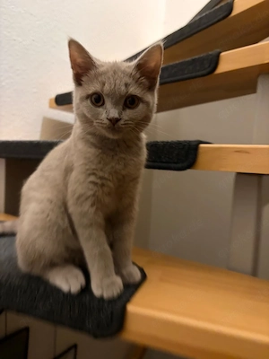 Britisch Kurzhaar Kitten + komplettes Katzenzubehör