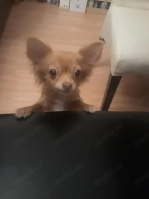 Chihuahua Hündin, 5 Jahre alt  sucht liebevolles Zuhause 