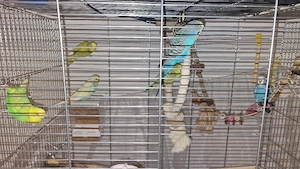 Komplettset: Wellensittiche (2 Paare + 1 Jungvogel) mit Käfig & Zubehör