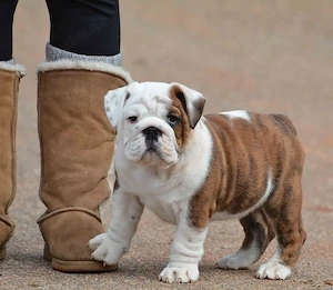Englische Bulldogge