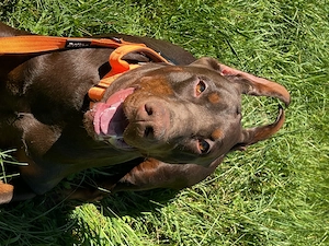 Dobermann Notfall