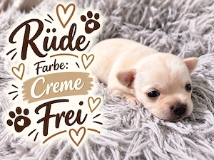 3 Wunderschöne Chihuahua Welpen 