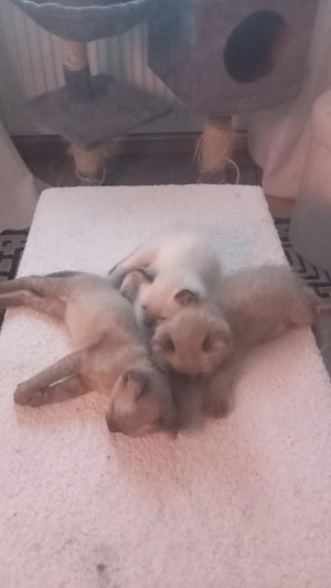 Babykatzen