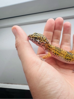 Wunderschönes Leopardgecko Weibchen  Bild 4