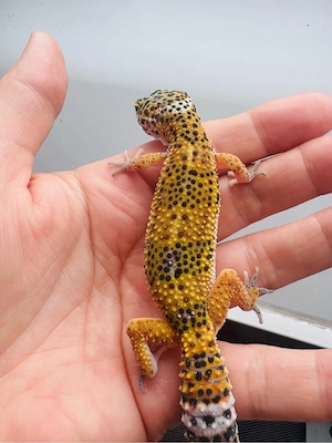 Wunderschönes Leopardgecko Weibchen  Bild 5