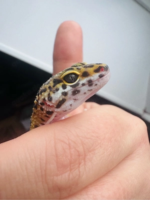 Wunderschönes Leopardgecko Weibchen  Bild 2