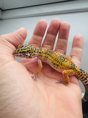 Wunderschönes Leopardgecko Weibchen  Bild 6