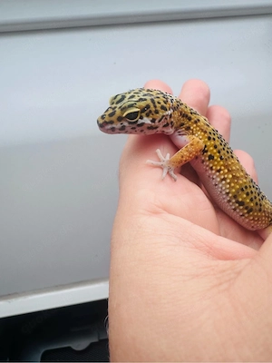 Wunderschönes Leopardgecko Weibchen 