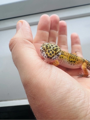 Wunderschönes Leopardgecko Weibchen  Bild 8