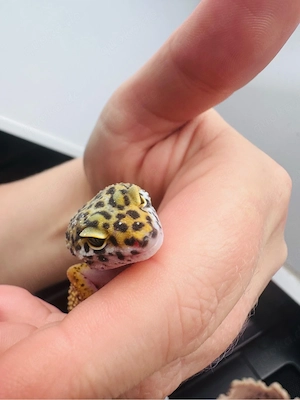 Wunderschönes Leopardgecko Weibchen  Bild 7
