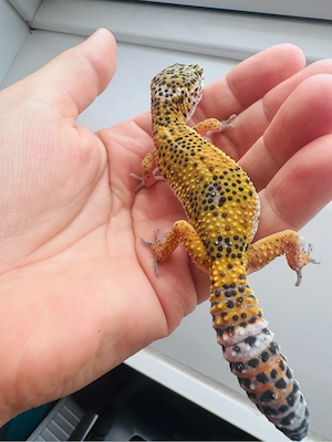 Wunderschönes Leopardgecko Weibchen  Bild 3