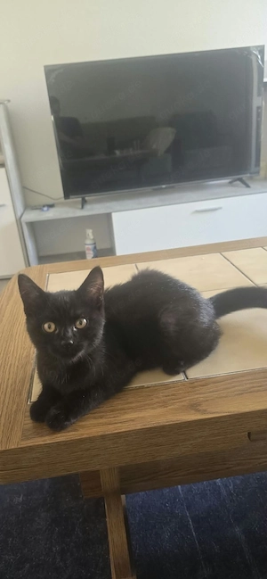 Katze sucht ein liebevolles Zuhause. 