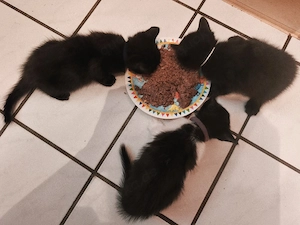 Kitten, Katzen babys suchen ihren Menschen 