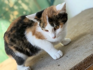 Katze drei farbig 
