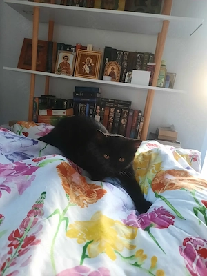 Katzhen Mix  Schwarz
