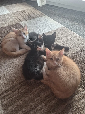 Maine Coon Waldkatzen  Mix Kitten 