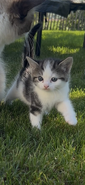 Ragdoll Mix Kitten suchen ein Zuhause
