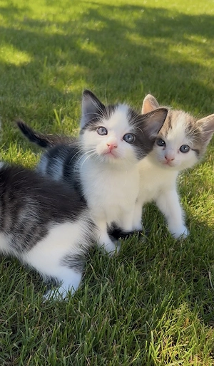 Ragdoll Mix Kitten suchen ein Zuhause