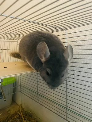 2 Chinchilla Mädchen 2,5 Jahre bei Wismar abzugeben 