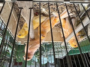 Rotmozaik Kanarienvogel 