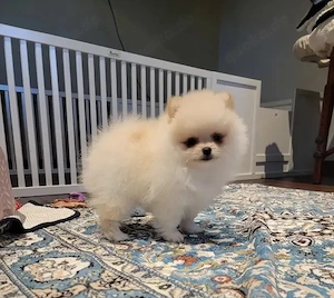 Pomeranian-Welpen abzugeben