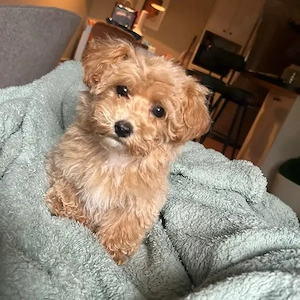 Wunderschöner Maltipoo abzugeben
