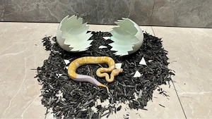 königspython 0.1 Albino-Pied