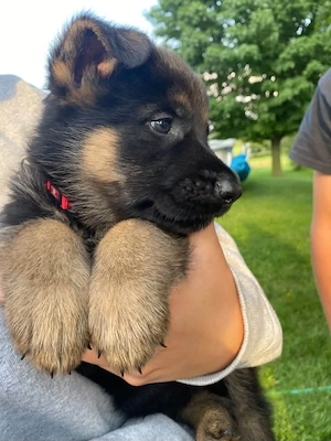 German shepherd for adoption.