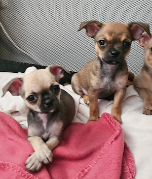Chihuahua welpen 