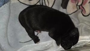 cane corso mix welpen