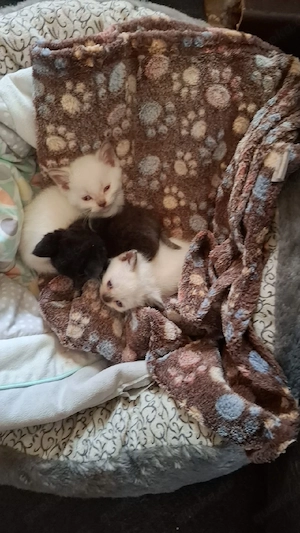 die letzten drei Kater 
